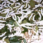 History of Silk Production
