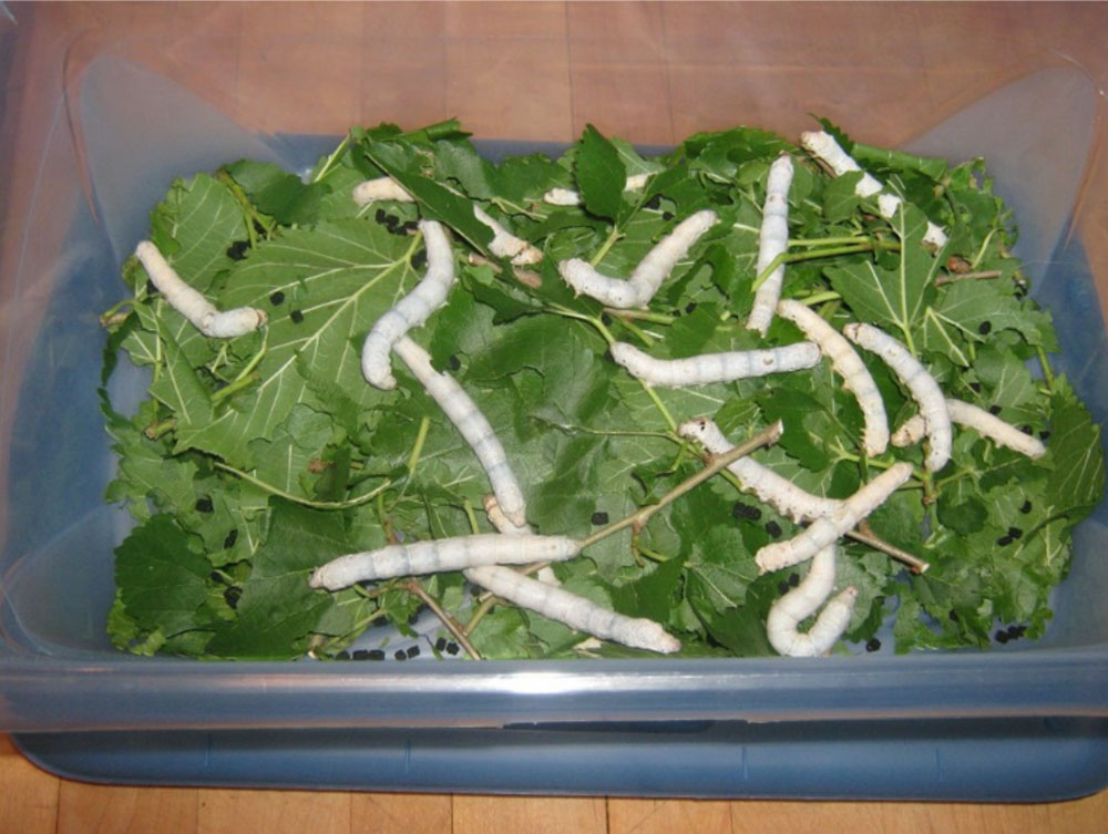 Silkworm Explosion