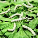 Silkworms feeding on mulberry leaves