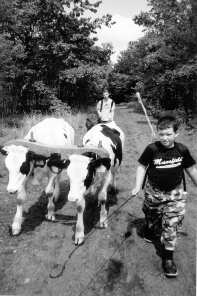 Stearns Oxen Walk
