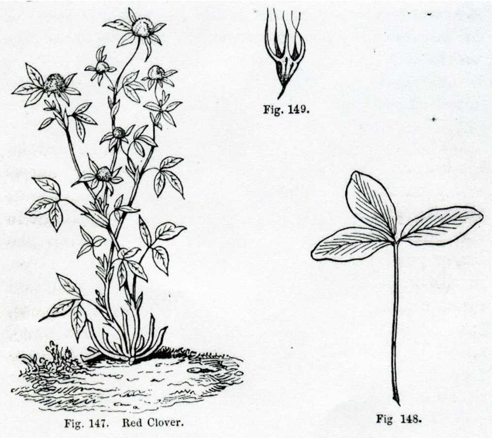 Red Clover